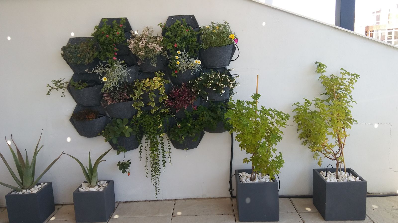 Patio en Rico Cejudo — detalle 4