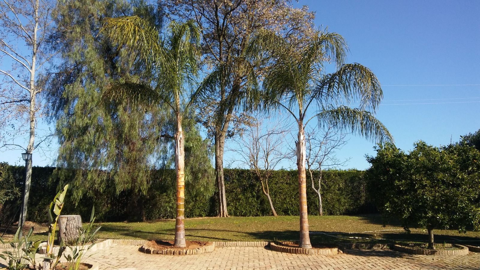 Reforma de jardín en La Teja — detalle 2