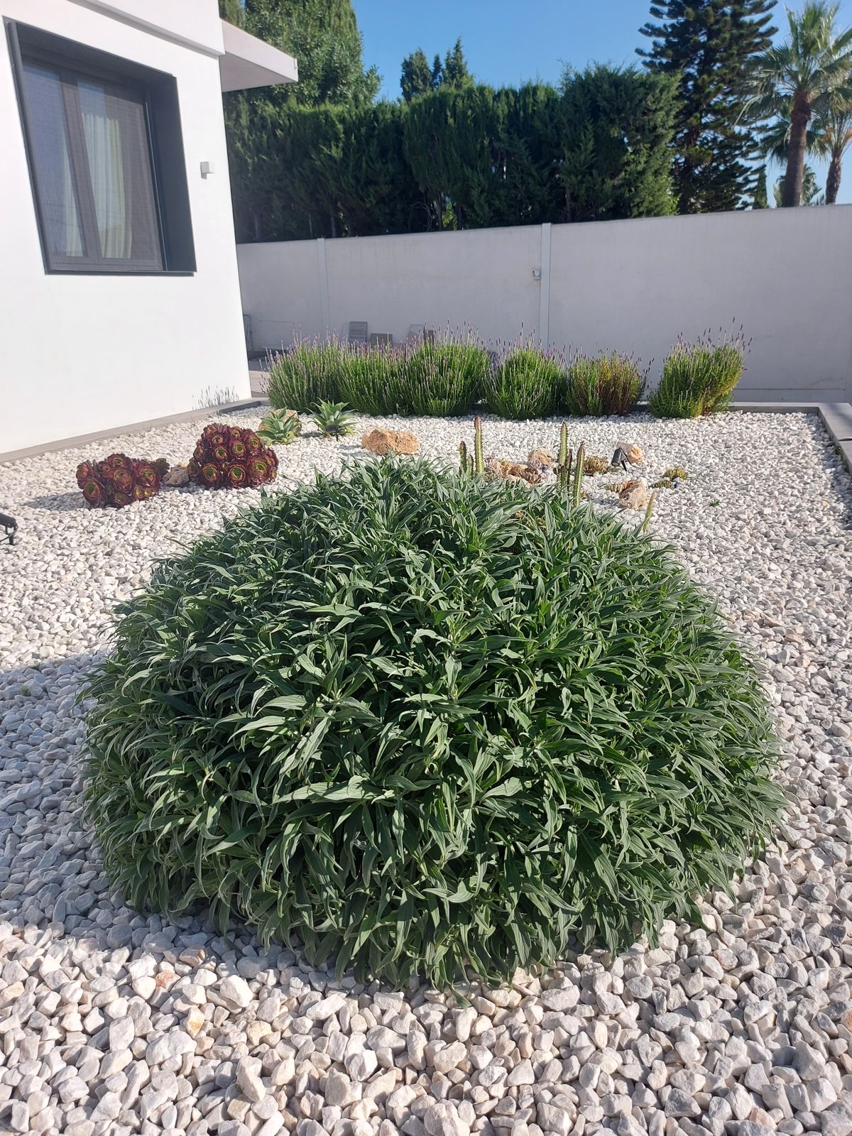 Jardín xerófilo en Tomares — detalle 2