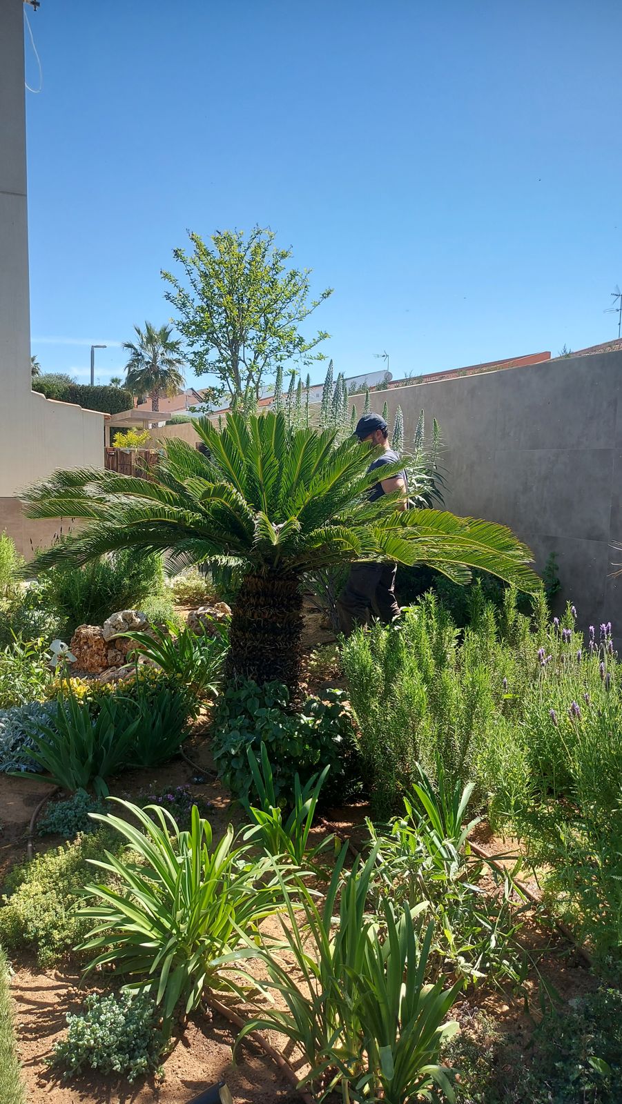 Jardín privado de carácter naturalista en el Aljarafe sevillano — detalle 3