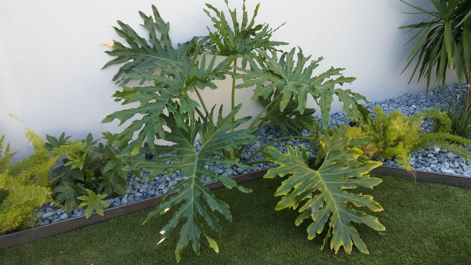 Jardín pequeño en Tomares — detalle 5