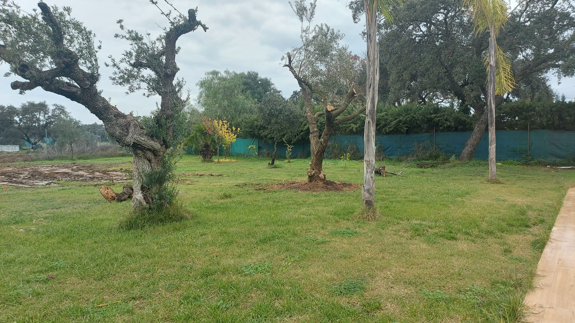 Jardín mediterráneo en Avutarda 11 · Sanlúcar la Mayor, Sevilla (imagen 2)
