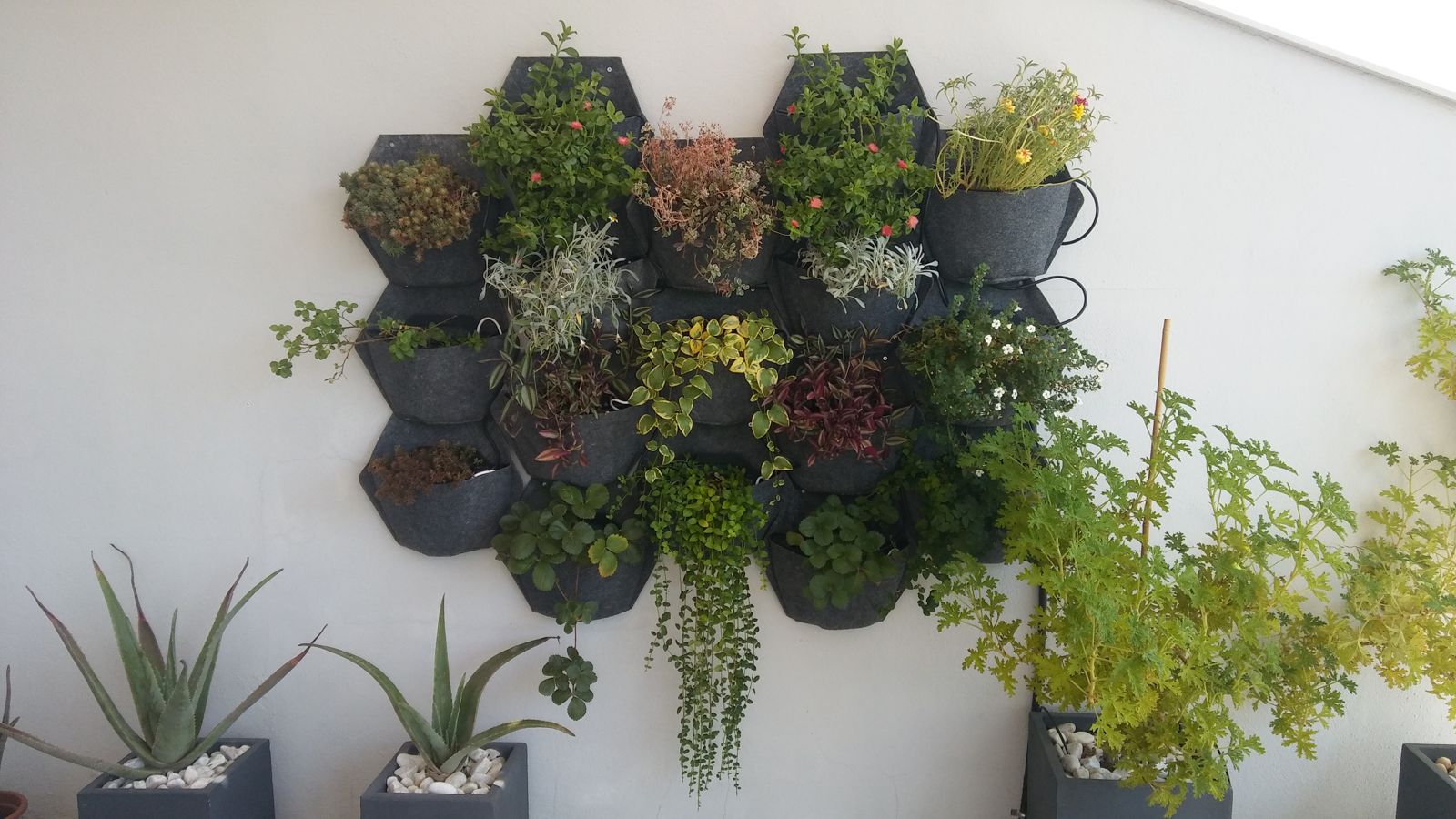 Patio en Rico Cejudo — detalle 6