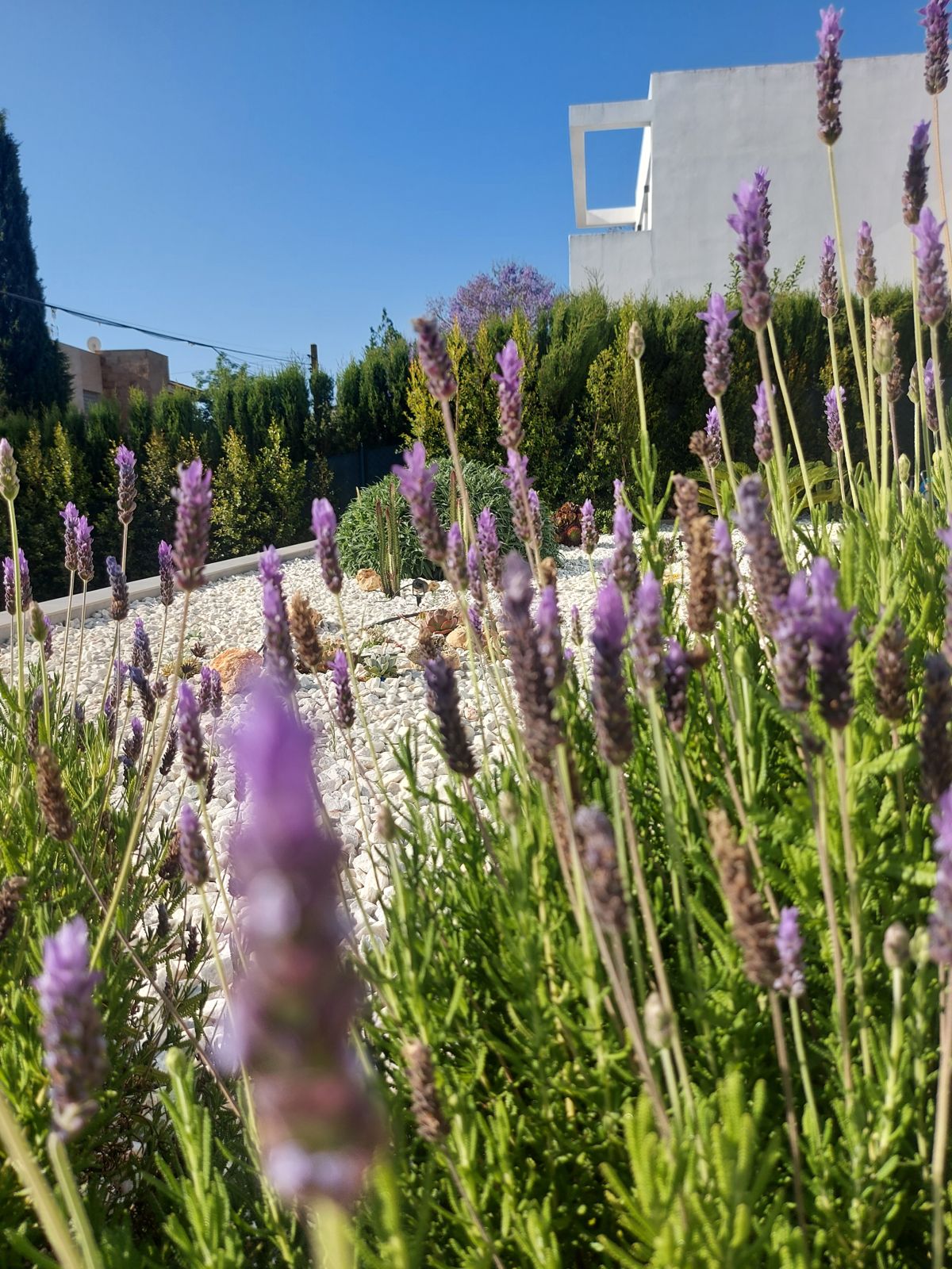 Jardín xerófilo en Tomares — detalle 4