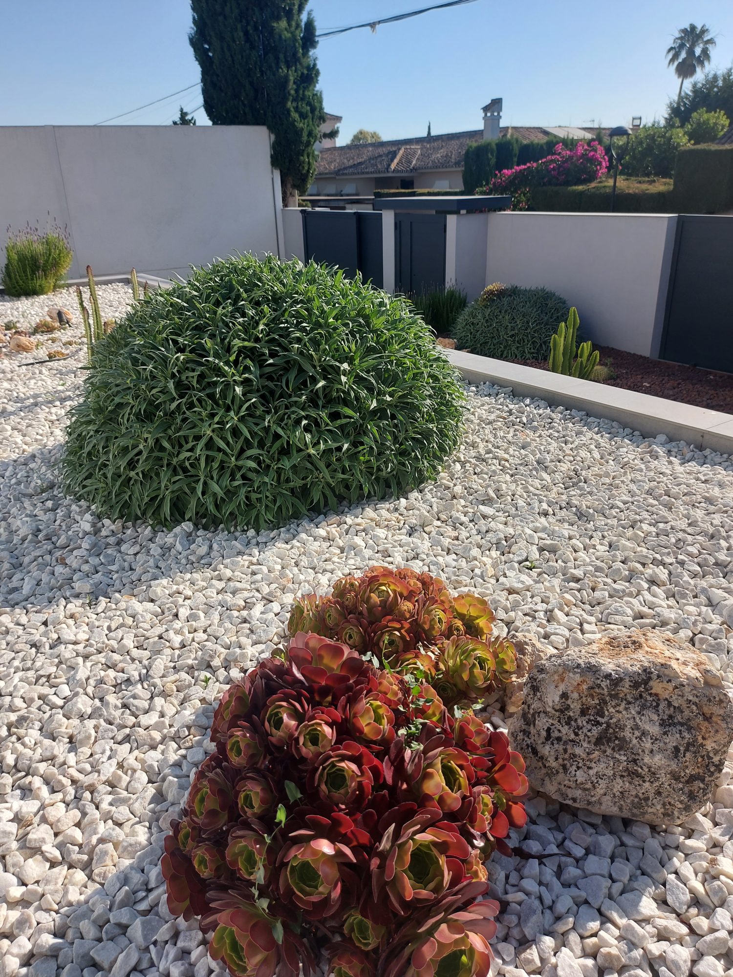 Jardín xerófilo en Tomares — Tomares, Sevilla · fotografía 3