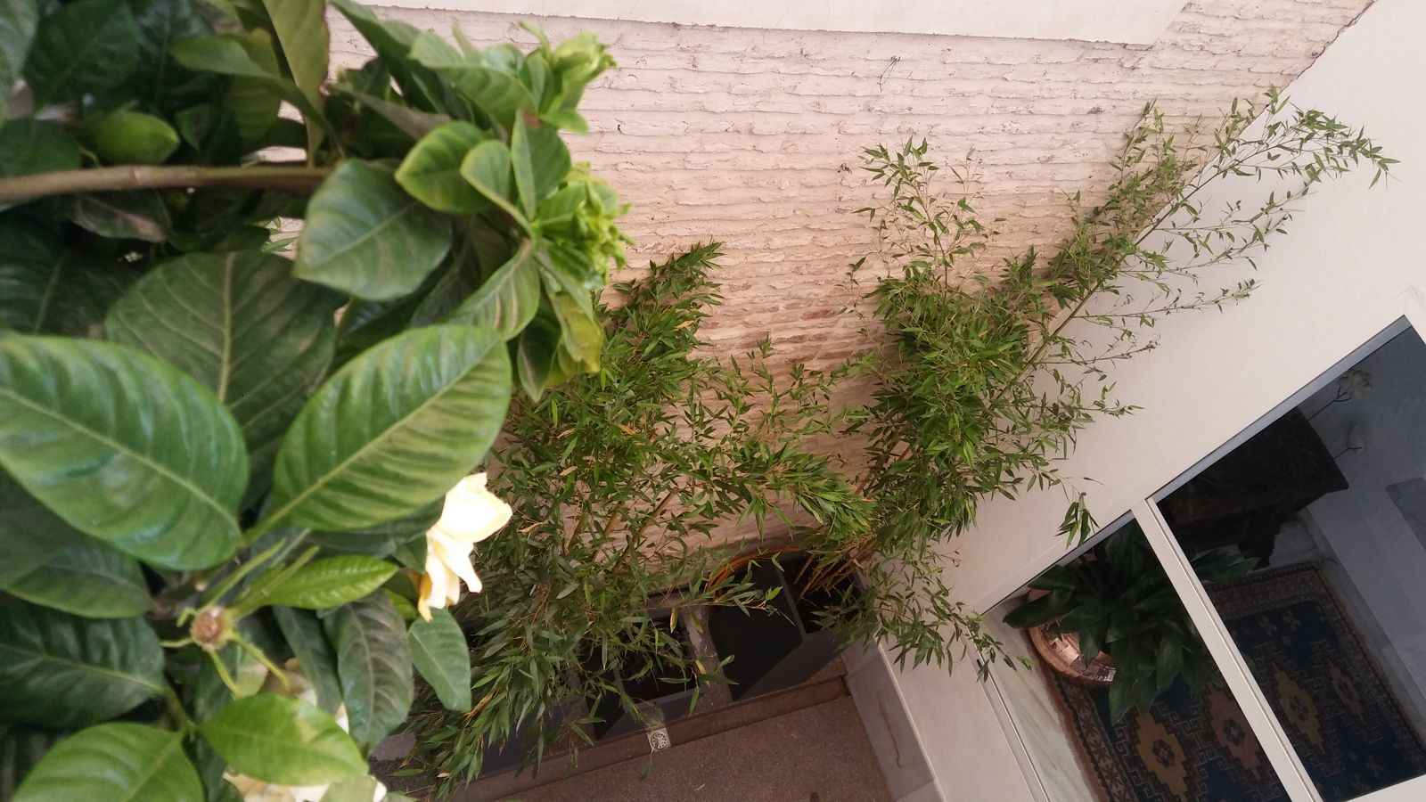 Patio en San Lorenzo — detalle 4