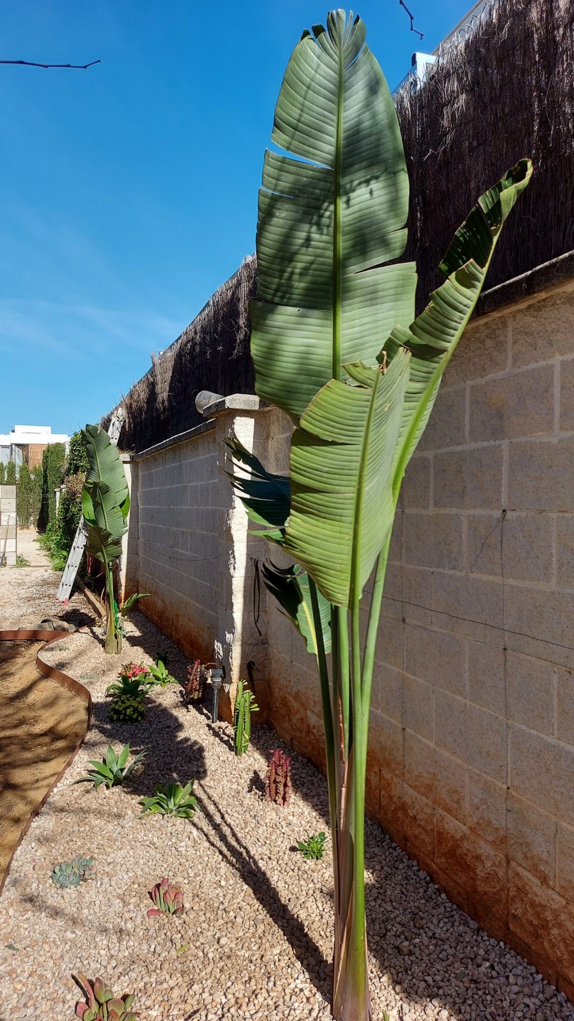 Renovar un jardín consolidado en Dos Hermanas · Dos Hermanas, Sevilla (imagen 6)