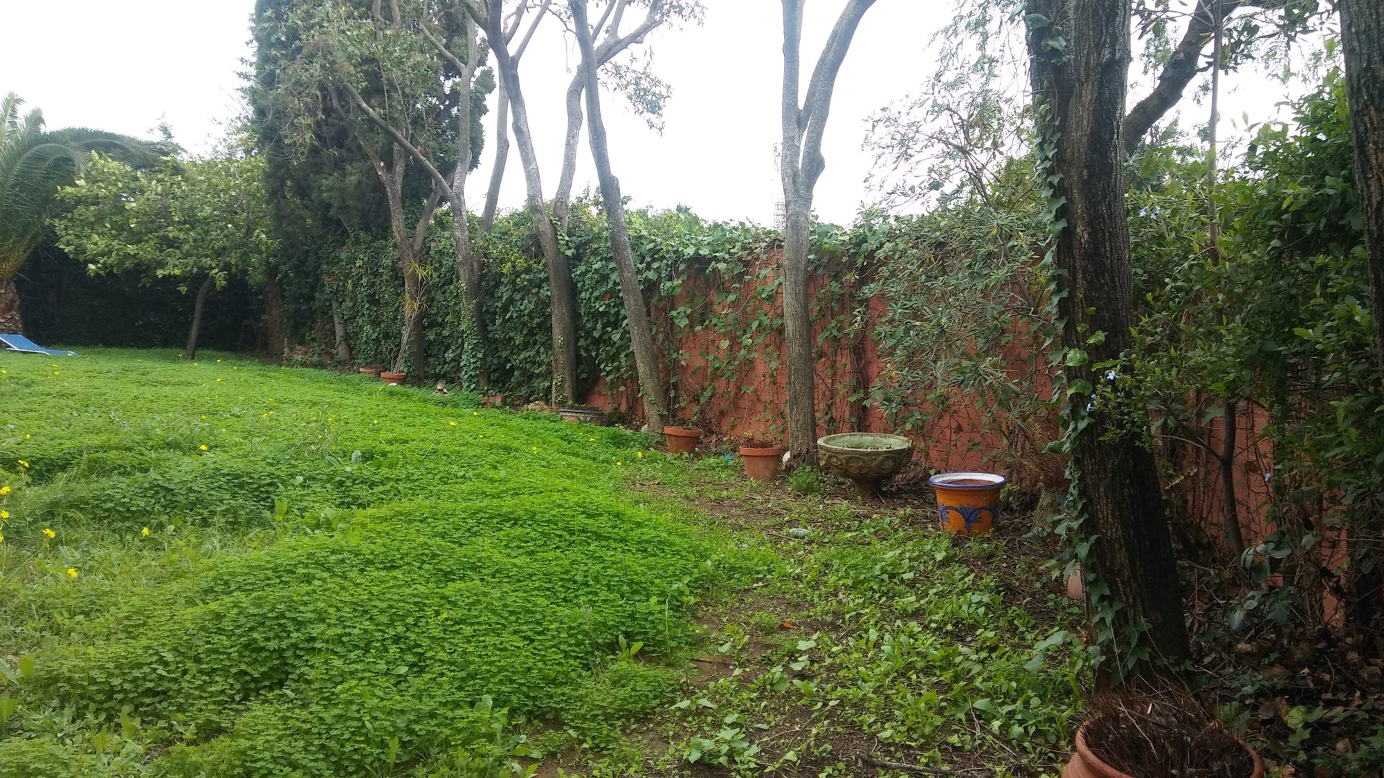 Transformación de jardín particular en Colina Blanca — Camas, Sevilla · fotografía 1