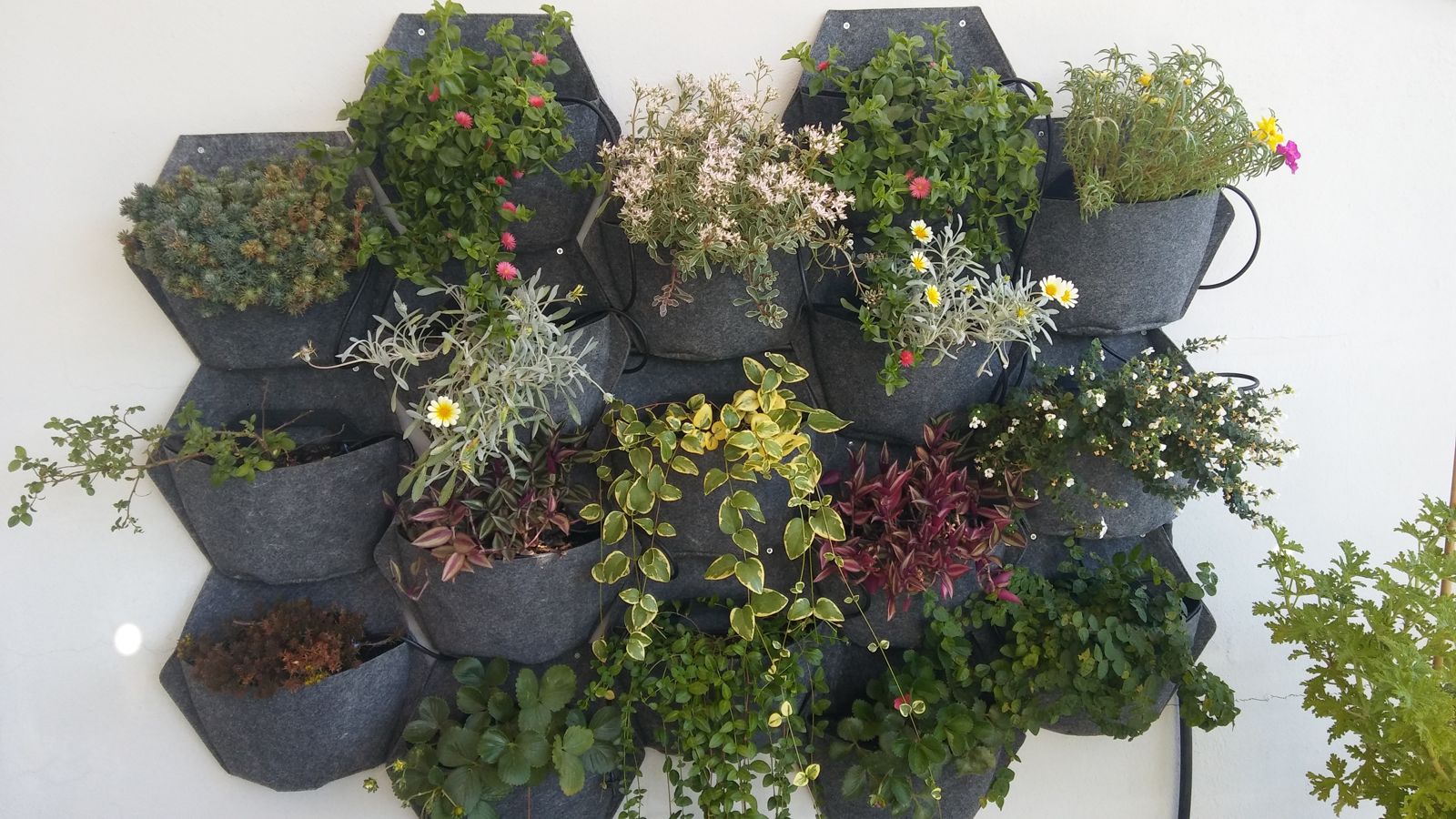 Patio en Rico Cejudo — detalle 5