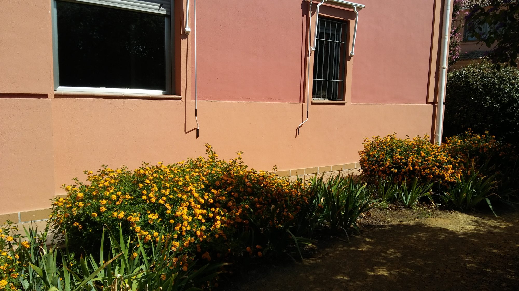 Reforma de jardín en Rosa de Luxemburgo — Tomares, Sevilla · fotografía 7