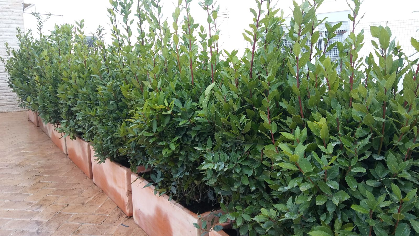 Patio urbano en Abad Gordillo — detalle 2
