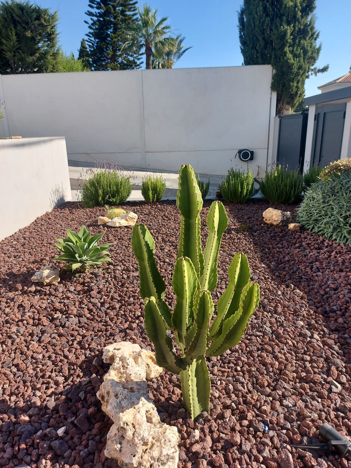 Jardín xerófilo en Tomares — detalle 5