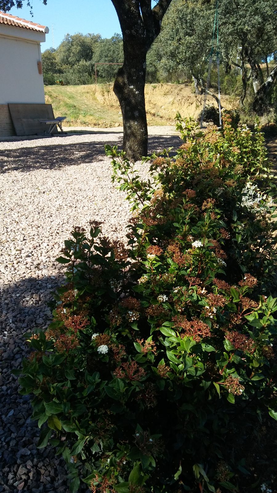 Paisajismo naturalizado en finca junto al embalse de Cala — detalle 2