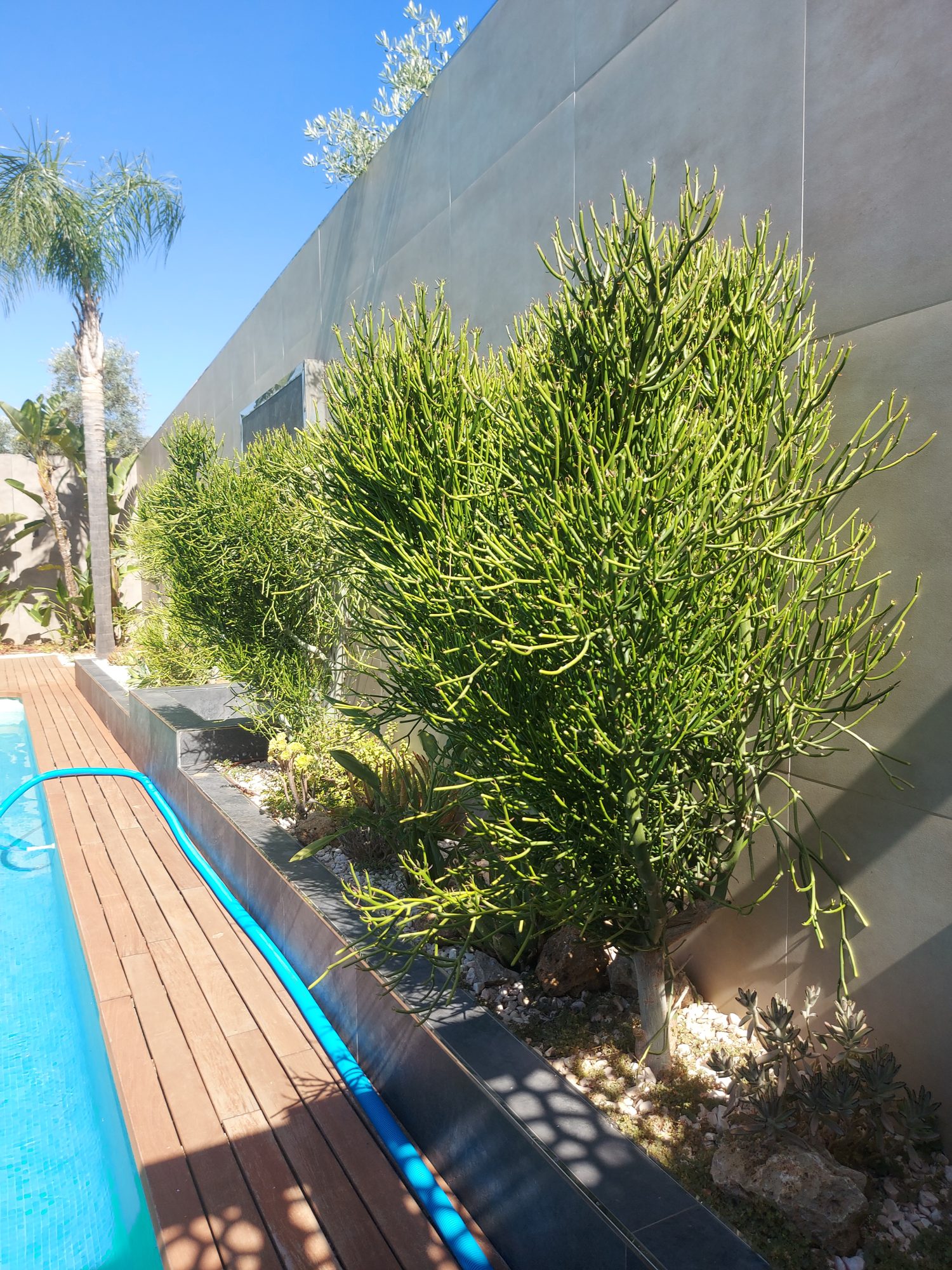 Jardín privado de carácter naturalista en el Aljarafe sevillano — Espartinas, Sevilla · fotografía 7