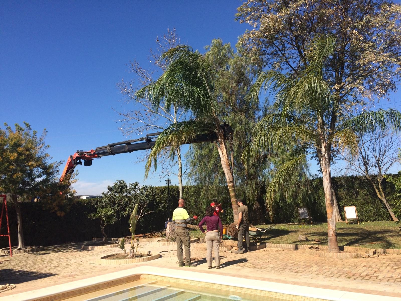 Reforma de jardín en La Teja — Espartinas, Sevilla · fotografía 3