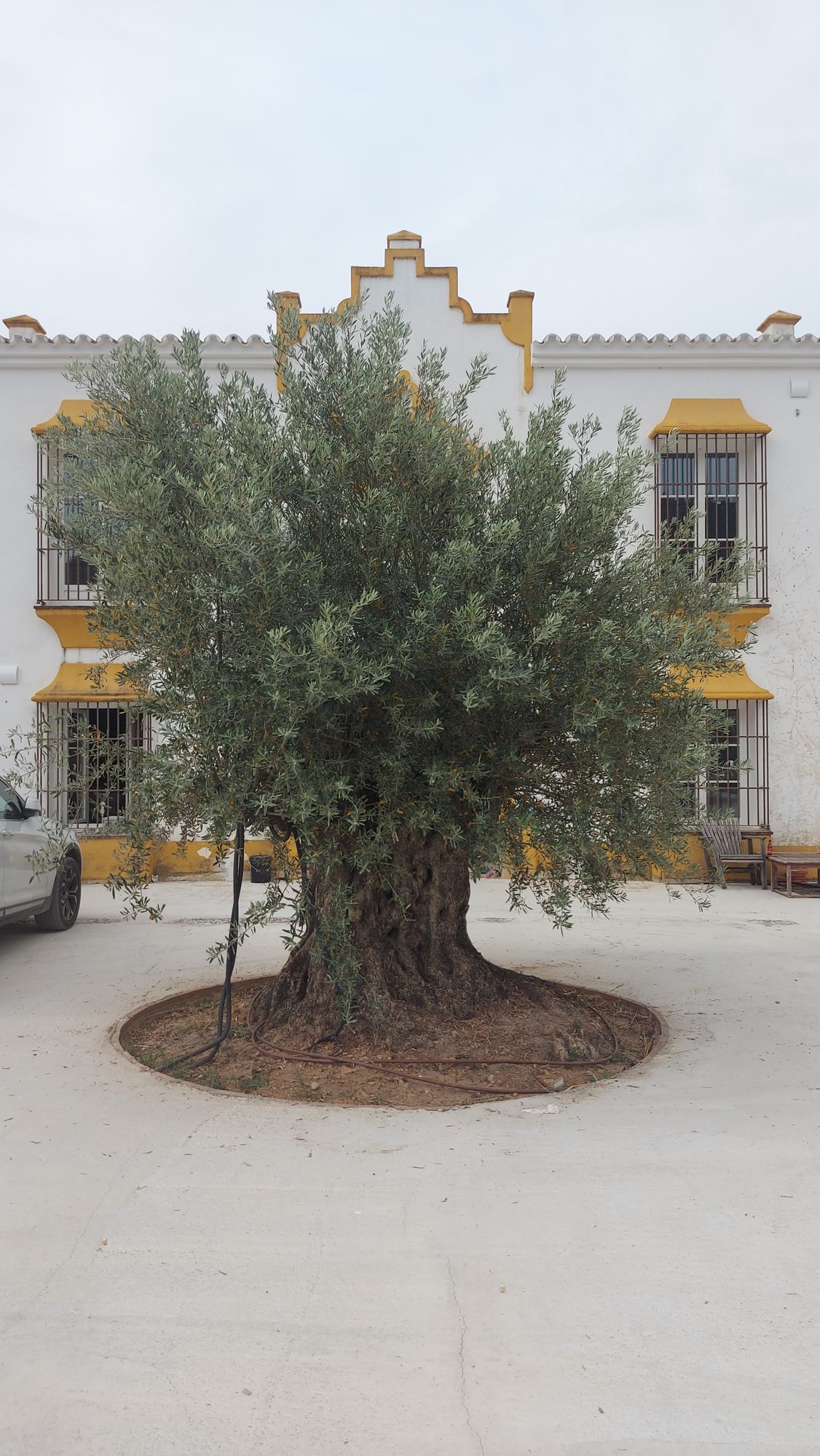 Paisajismo de Hacienda La Morena — Montellano, Sevilla · fotografía 3