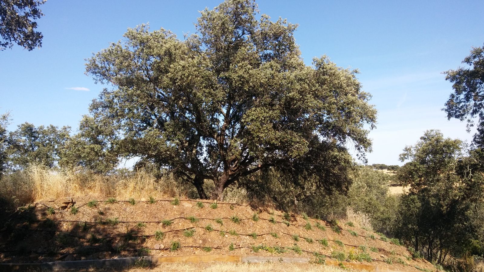 Paisajismo naturalizado en finca junto al embalse de Cala — detalle 4