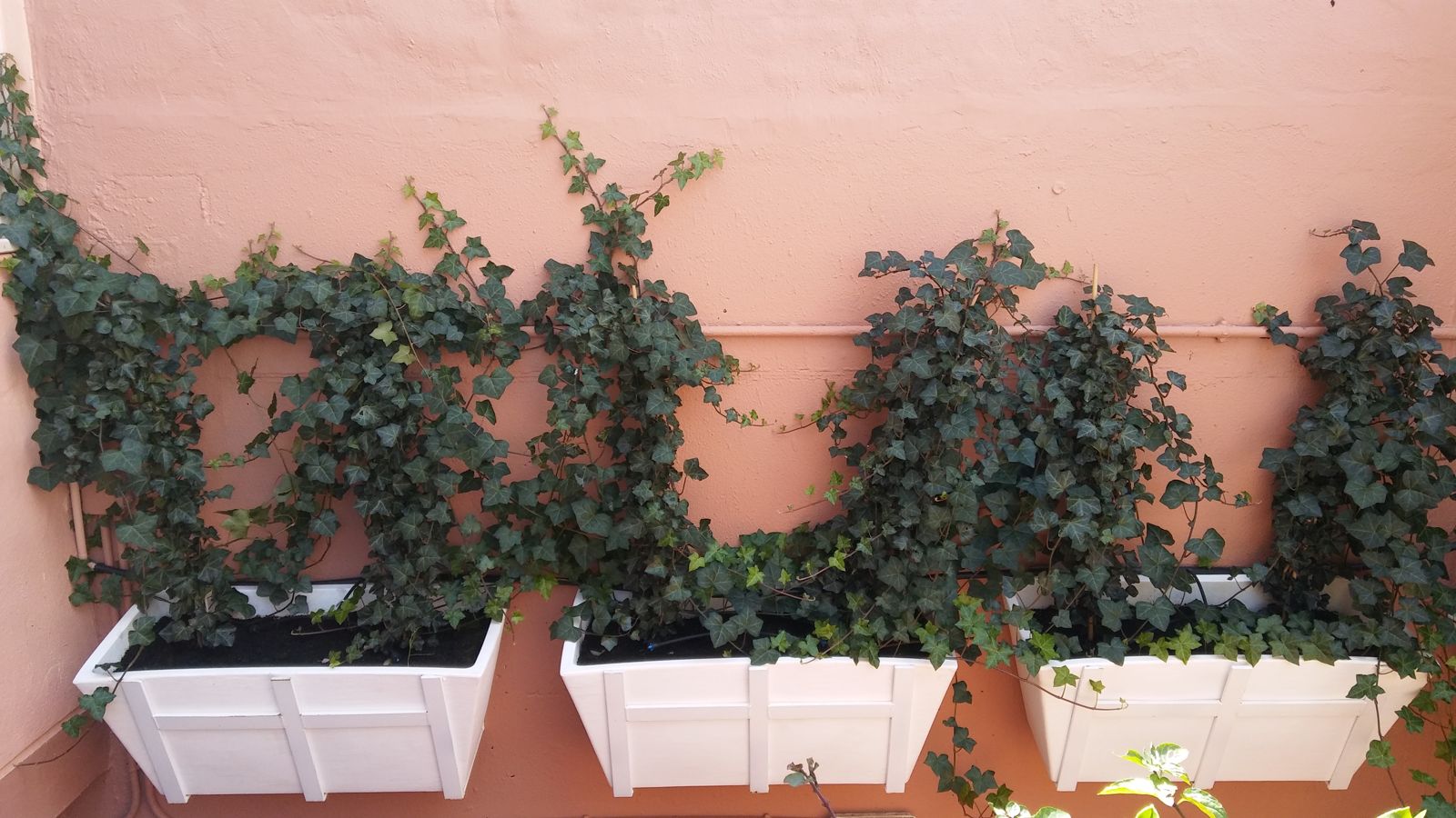 Patio andaluz en Tomares — detalle 4