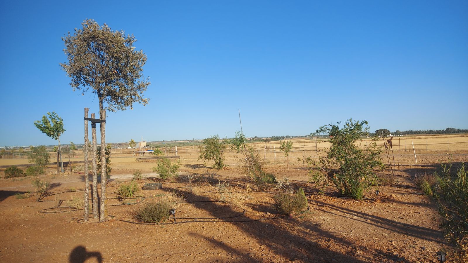 Paisajismo de finca rural en El Ventanar — detalle 3