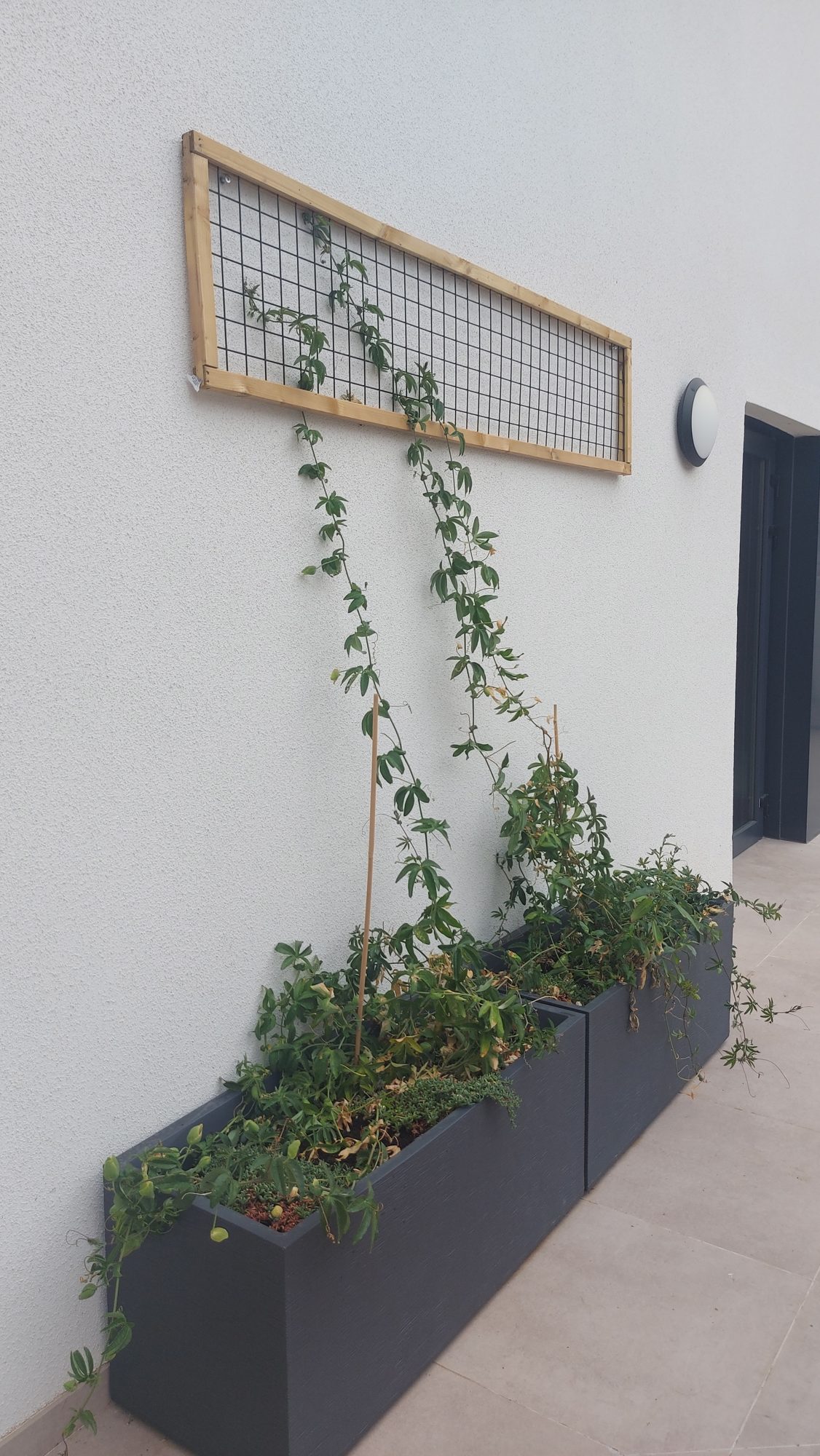 Jardín terapéutico Residencia Reifs — paisajismo de Verde Consciente en Sevilla (7)