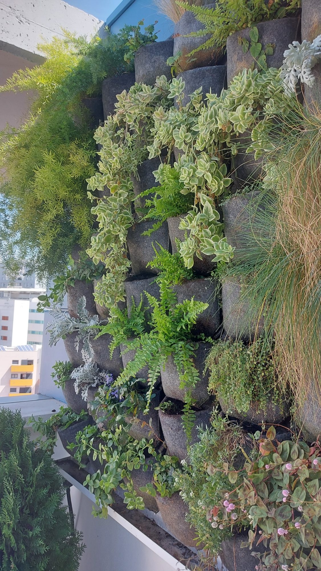 Paisajismo y naturalización de un ático en La Buhaira · La Buhaira, Sevilla (imagen 8)
