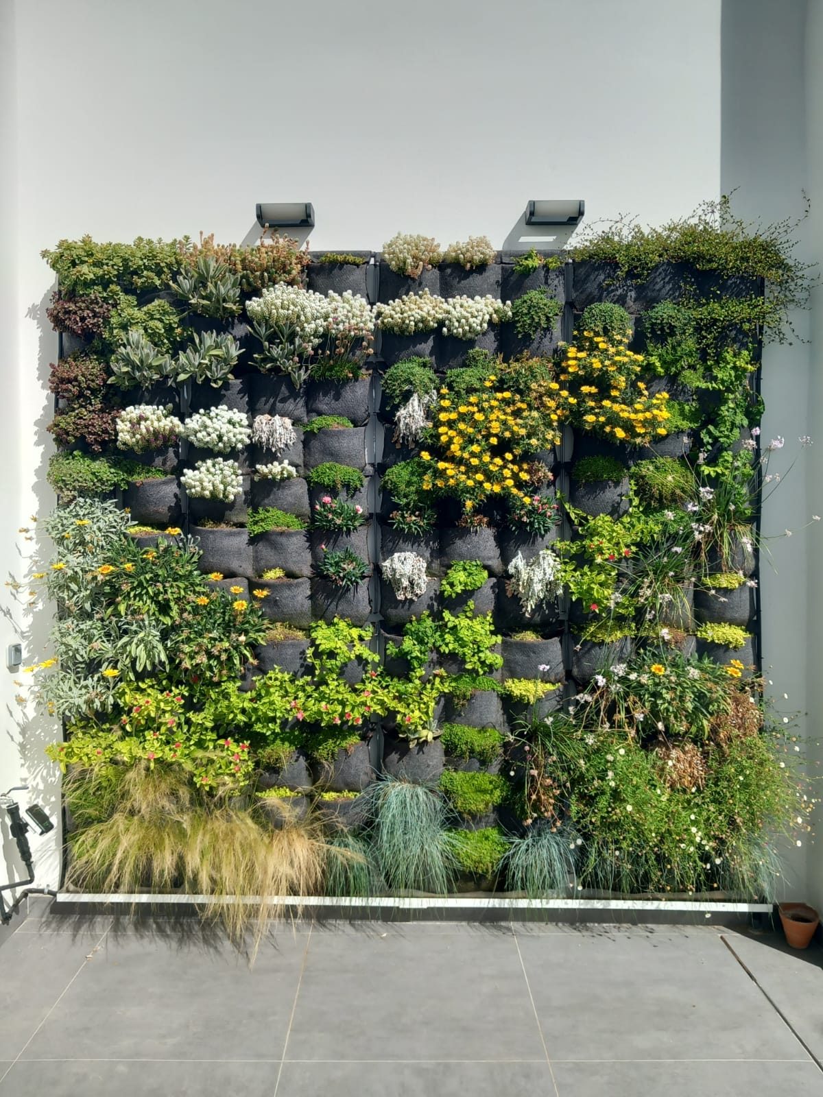 Jardín vertical mediterráneo en Coria del Río · Coria del Río, Sevilla (imagen 1)