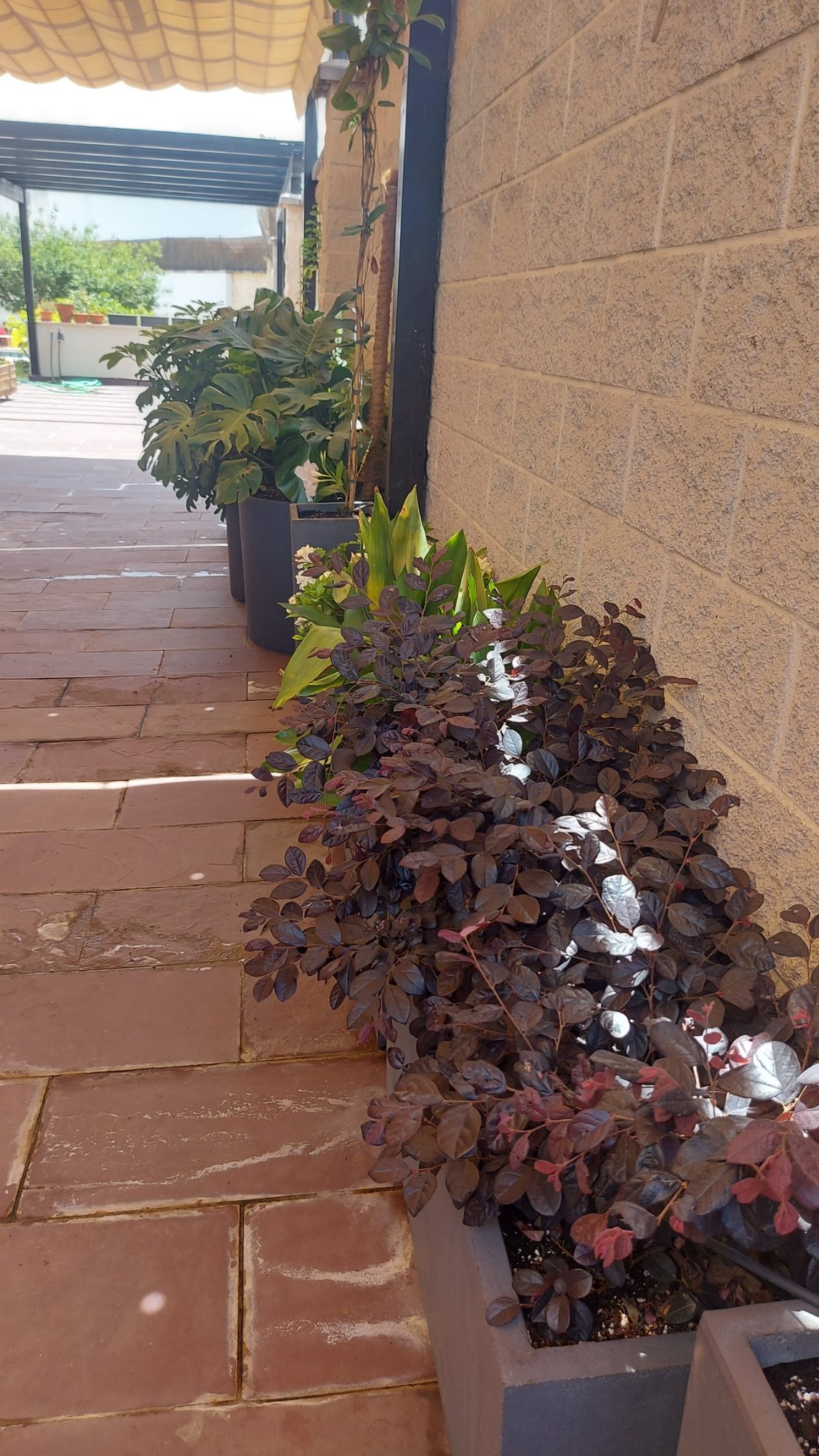 Renovar un jardín consolidado en Dos Hermanas · Dos Hermanas, Sevilla (imagen 9)