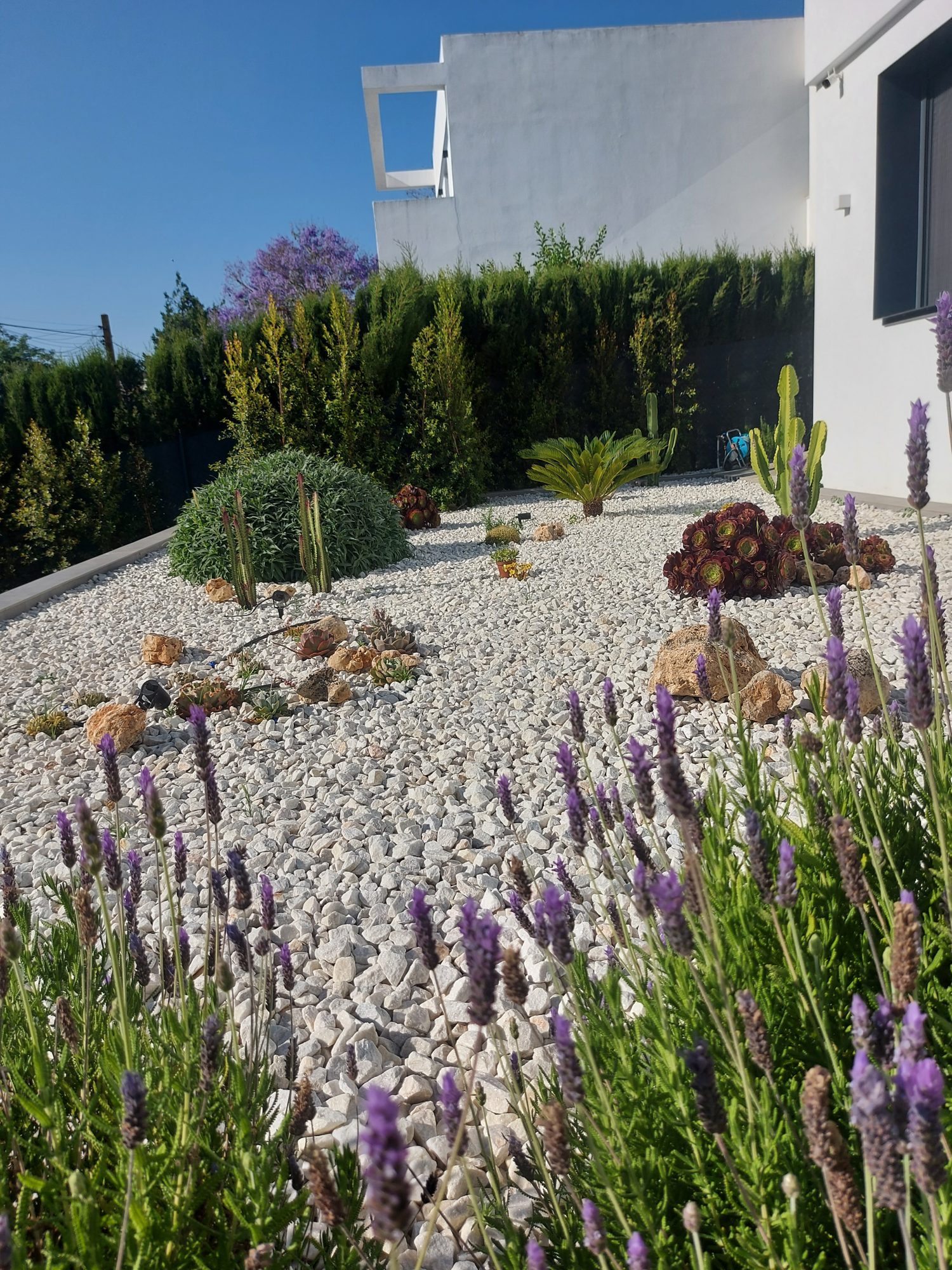 Jardín xerófilo en Tomares — Tomares, Sevilla · fotografía 8