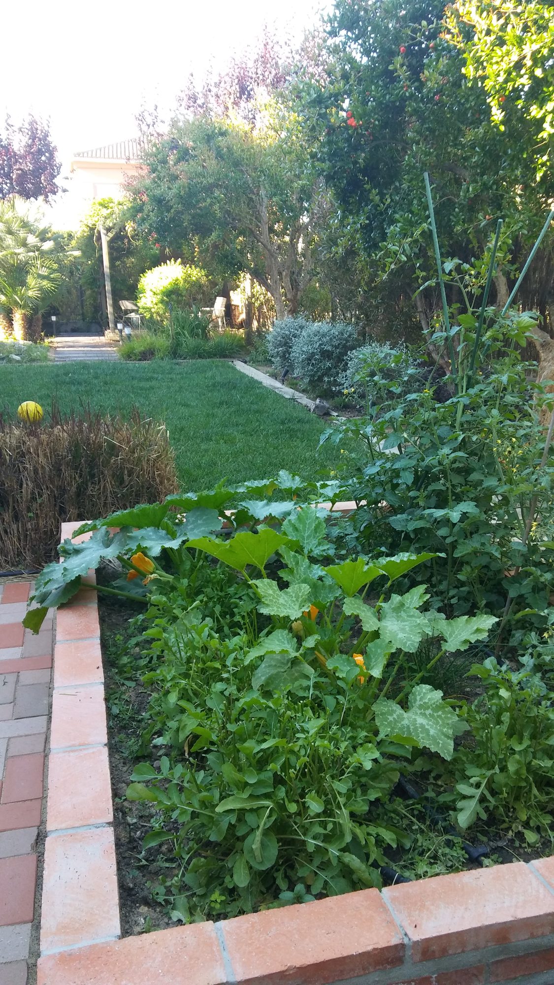 Reforma de jardín en Rosa de Luxemburgo — Tomares, Sevilla · fotografía 3