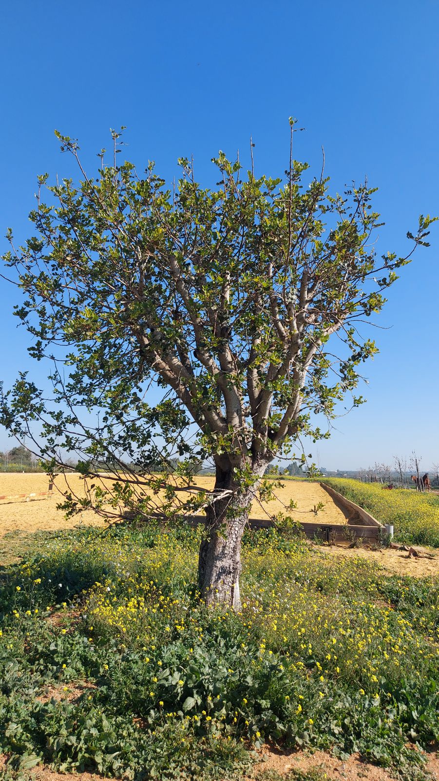 Paisajismo de finca rural en El Ventanar — detalle 6