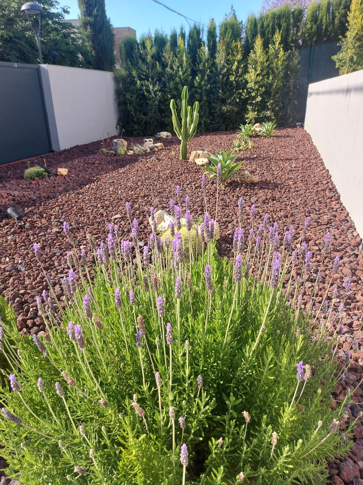 Jardín xerófilo en Tomares — detalle 6