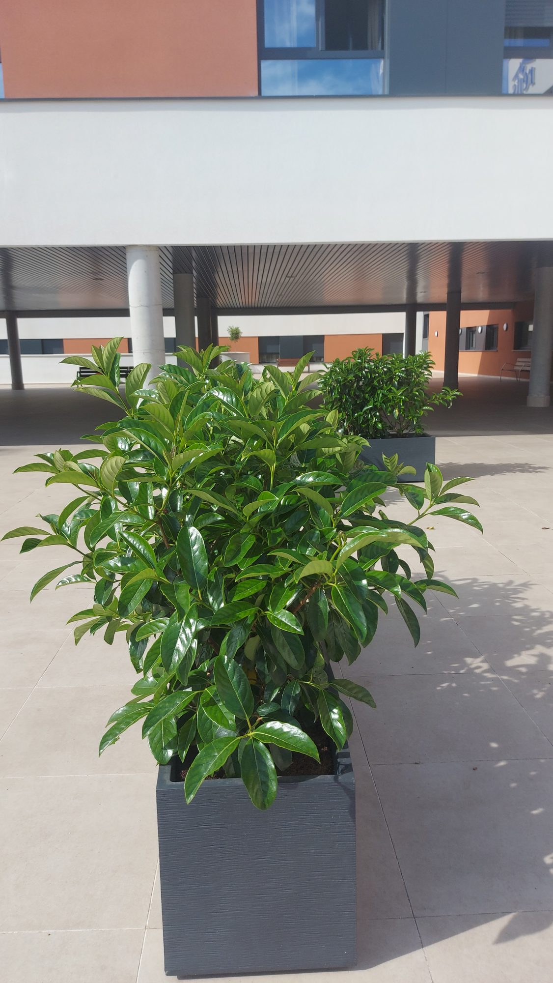 Jardín terapéutico Residencia Reifs — paisajismo de Verde Consciente en Sevilla (3)